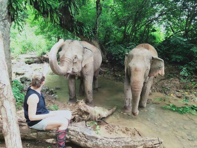 Siem Reap: Elephants & Apopo Rat Demining Private Trip - At the elephant sanctuary, let the elephants set the pace