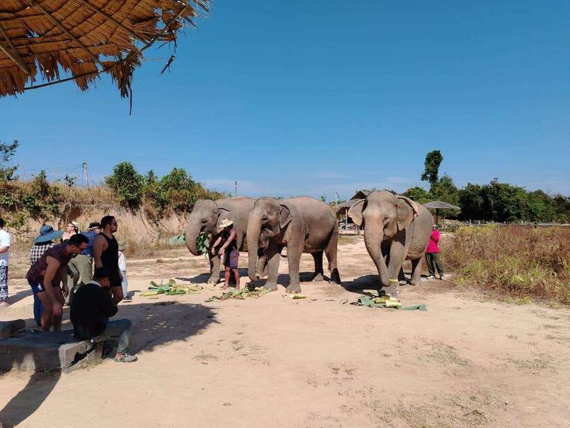 Siem Reap: Elephants & Apopo Rat Demining Private Trip - Morning or afternoon: choosing the better order