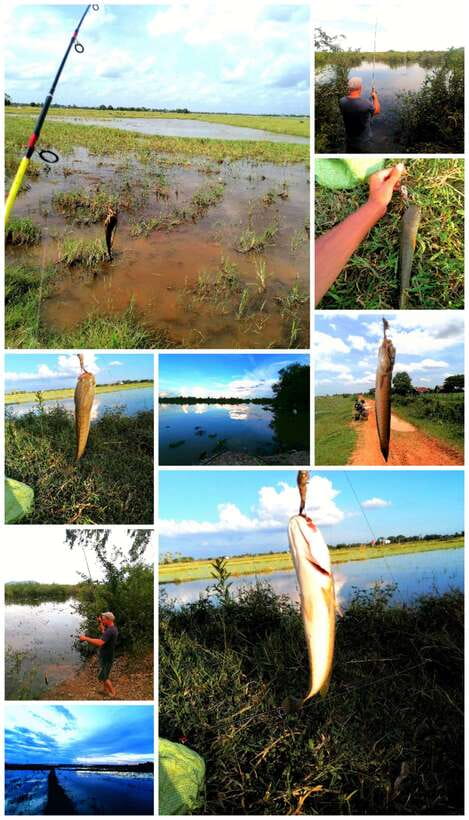 Siem Reap: Fishing in the rice fields, in the villages of Siem Reap - Learning the frog-bait technique