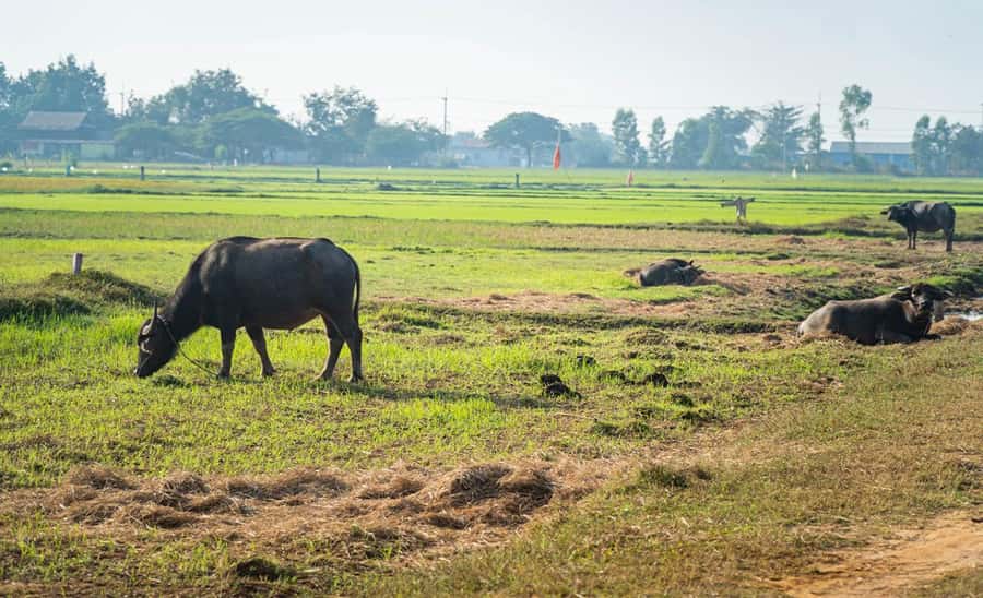 Siem Reap: Guided Countryside Bike Tour - Getting started with a fitted Trek bike