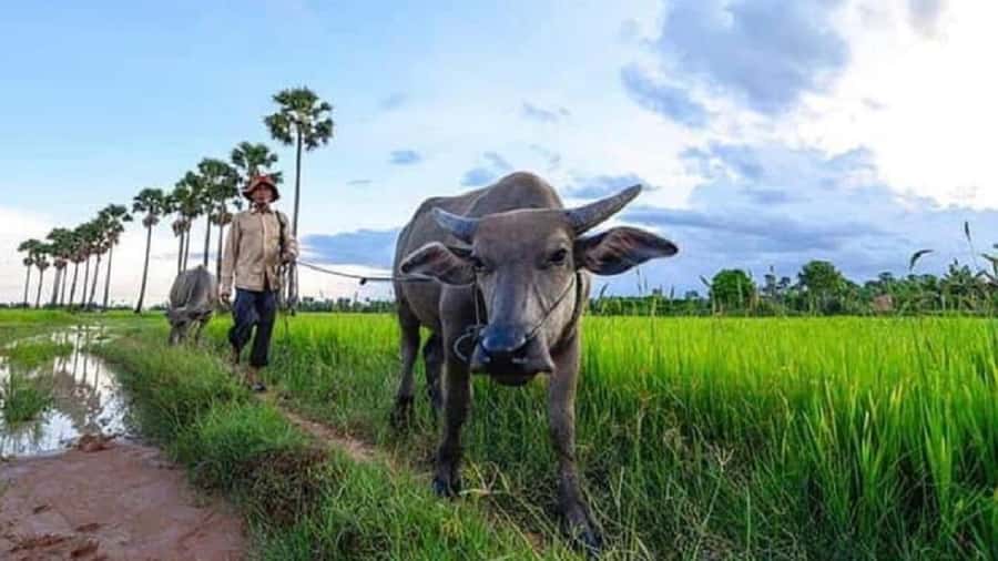 Siem Reap: Guided Countryside Sunset Tour by Jeep - Timing, comfort, and what to bring