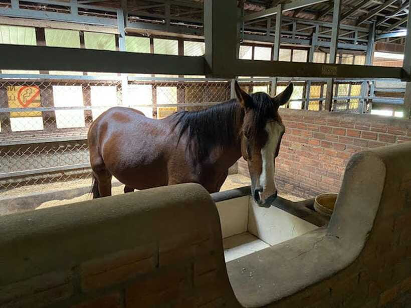 Siem Reap Happy Horse Riding Free Pick-up & Drop-off - How the one-to-three-hour timing affects value
