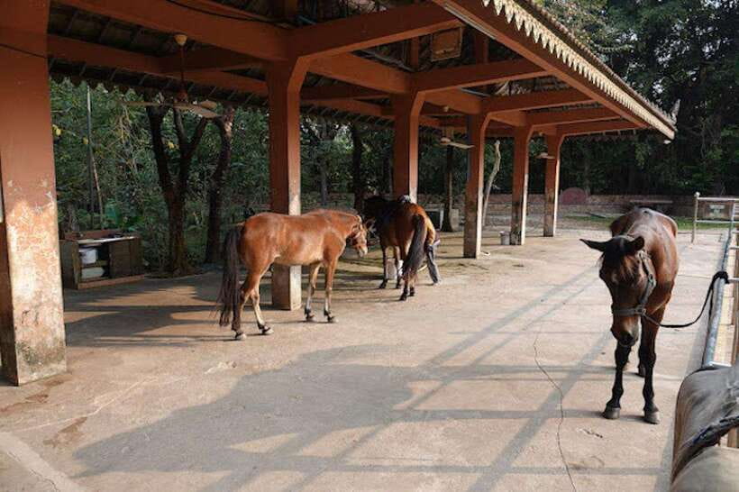 Siem Reap Happy Horse Riding Free Pick-up & Drop-off - Should you book the Siem Reap horse ride?