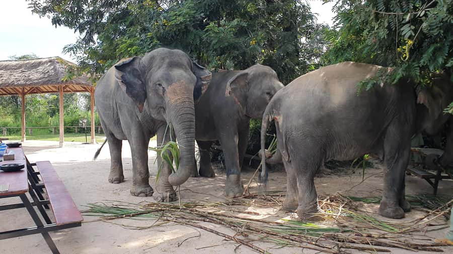 Siem Reap: Kulen Elephant Forest Guided Tour - From Siem Reap to Kulen Elephant Forest