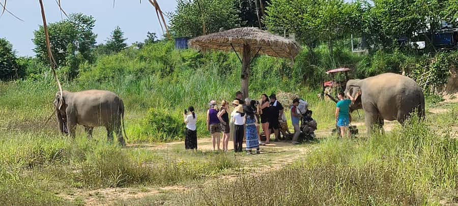 Siem Reap: Kulen Elephant Forest Guided Tour - Watching daily elephant life by the pond