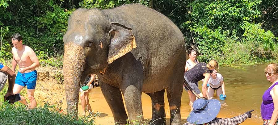 Siem Reap: Kulen Elephant Forest Guided Tour - What the elephant welfare focus means for your visit