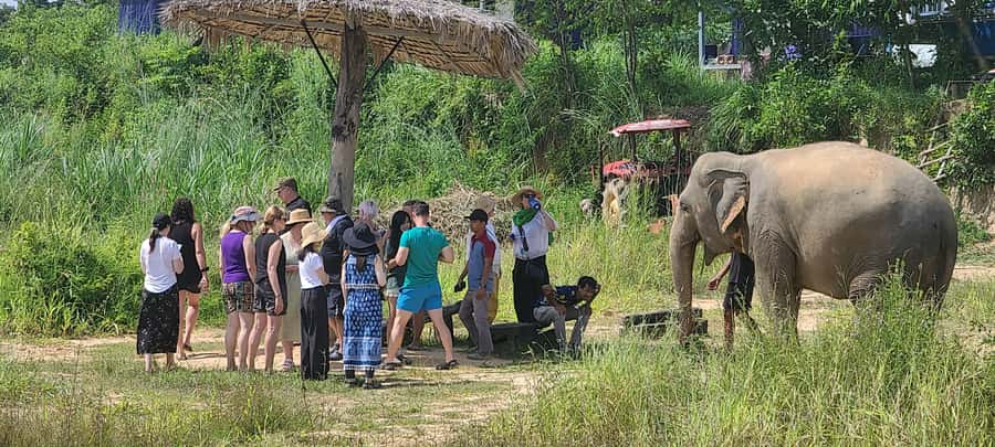 Siem Reap: Kulen Elephant Forest Guided Tour - Is $128 good value?