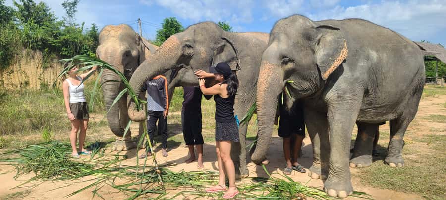 Siem Reap: Kulen Elephant Forest Guided Tour - Feeding elephants with handmade snacks
