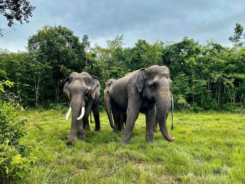 Siem Reap: Kulen Elephant Forest & Tonlesap Lake - Meeting the elephants at Kulen Elephant Forest