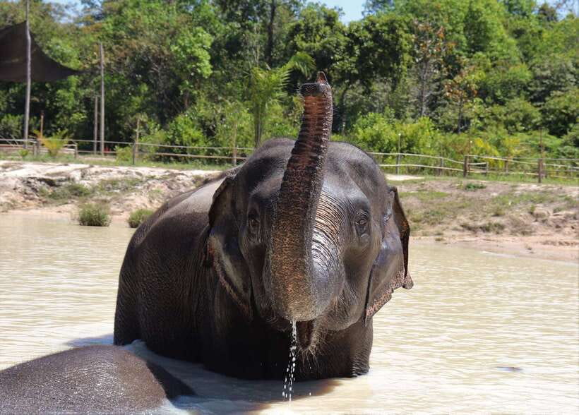 Siem Reap: Kulen Elephant Forest & Tonlesap Lake - The seasonal canoe ride through flooded forest