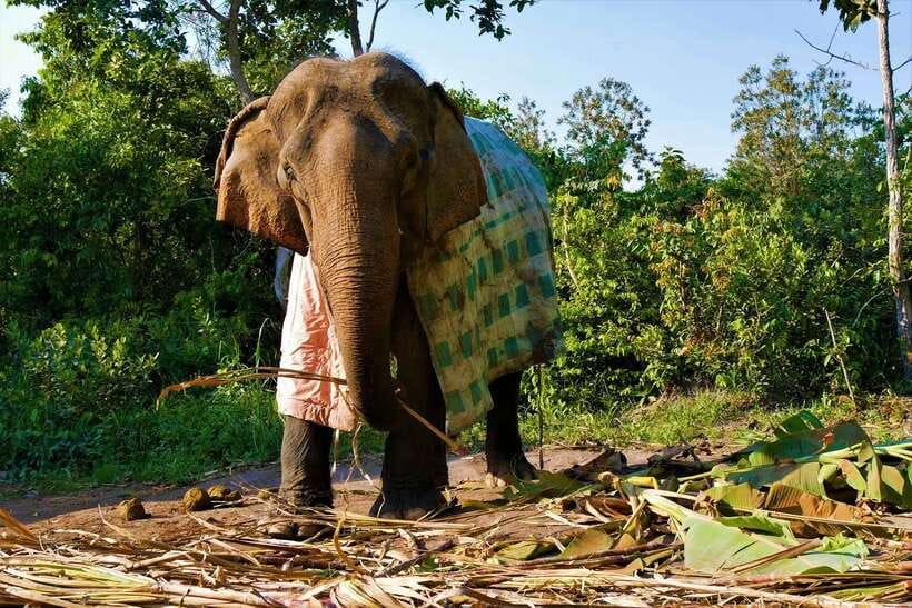Siem Reap: Kulen Elephant Forest & Tonlesap Lake - What the $217 price really buys