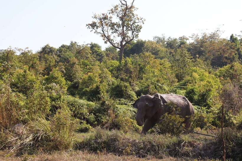 Siem Reap: Kulen Elephant Forest & Tonlesap Lake - Guides, transport, and the rhythm of the day