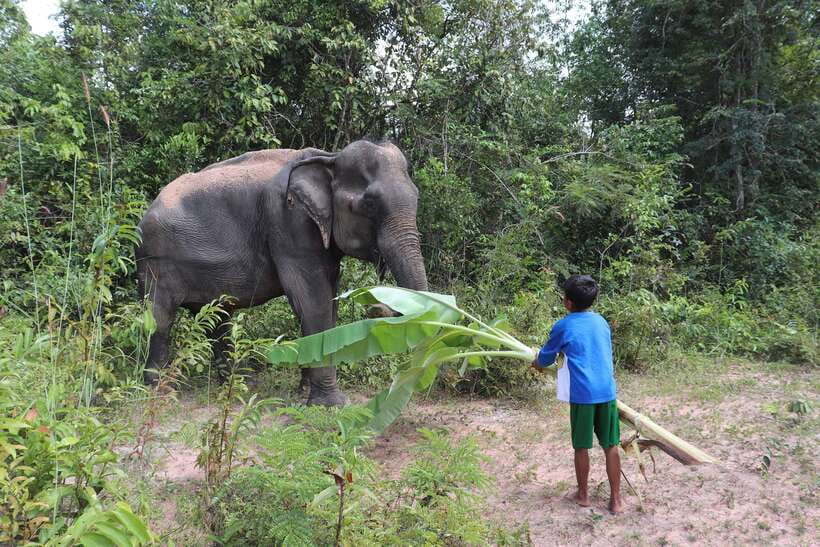 Siem Reap: Kulen Elephant Forest & Tonlesap Lake - My verdict on Kulen Elephant Forest and Tonle Sap