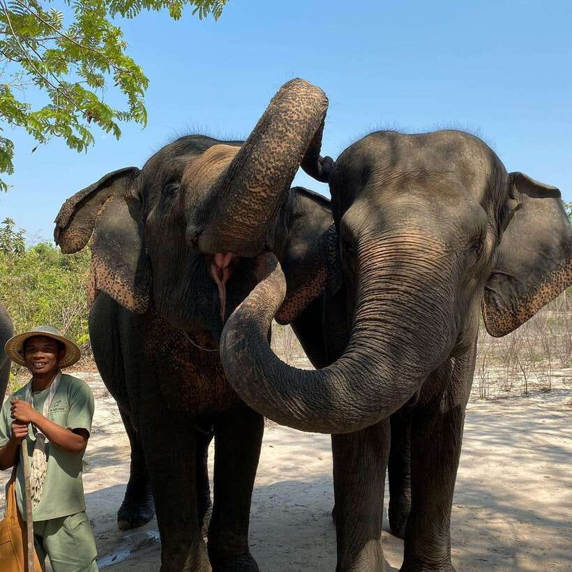 Siem Reap: Kulen Elephant Forest & Tonlesap Lake - A 2-kilometer walk through the forest