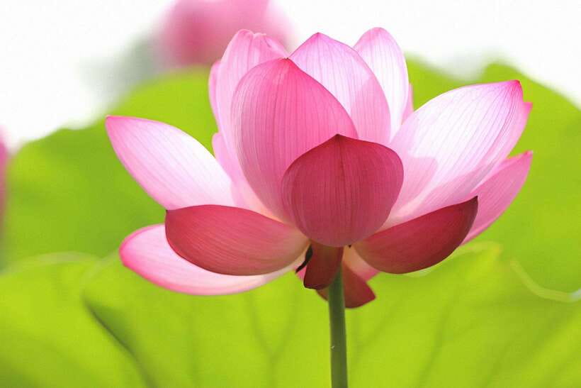 Siem Reap Lotus Silk Farm Discovery tour & Lake experience - Starting at Biolab Café in downtown Siem Reap