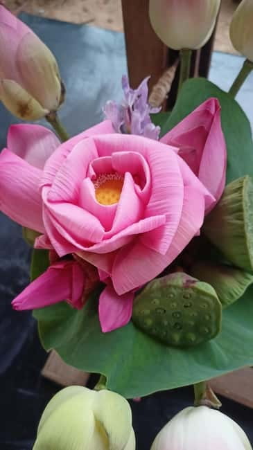 Siem Reap: Lotus Silk Farm- Tour, Lake & Masterclass - The guides and the human side of the visit