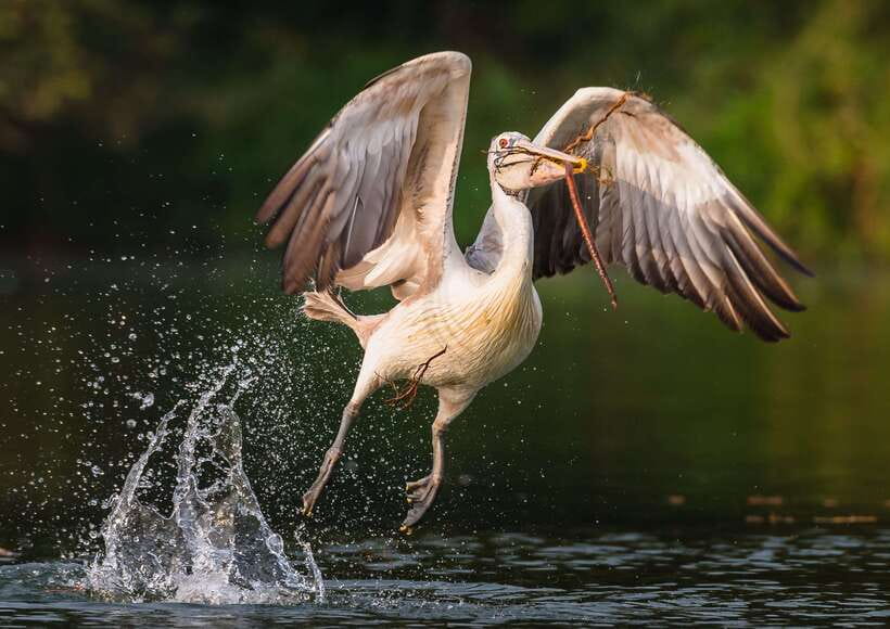 Siem Reap: Prek Toal Tonle Sap Biosphere Reserve Tour - Who should book this Prek Toal tour?