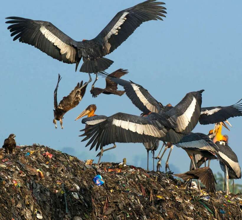 Siem Reap: Prek Toal Tonle Sap Biosphere Reserve Tour - Why Prek Toal is worth your morning