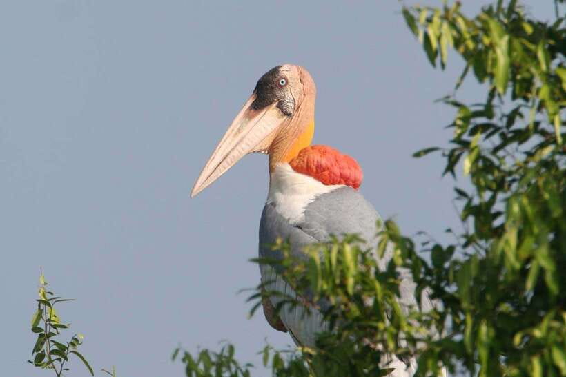 Siem Reap: Prek Toal Tonle Sap Biosphere Reserve Tour - Lotus fields, stilted homes, and daily life on Tonle Sap