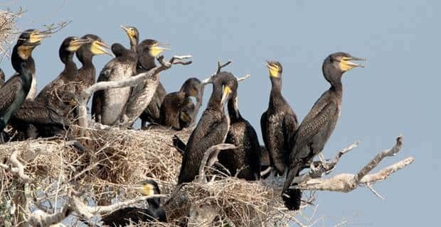 Siem Reap: Prek Toal Tonle Sap Biosphere Reserve Tour - Crossing the Great Lake to Prek Toal