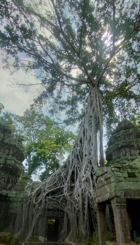 Siem Reap Private Tour: Angkor Wat Sunrise And Banteay Srei - Ta Prohm and the tree roots