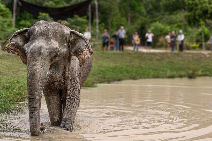 Siem Reap: Small Group Tour of Kulen Elephant Forest - Should you book Kulen Elephant Forest?