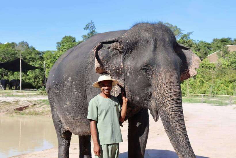 Siem Reap: Small Group Tour of Kulen Elephant Forest - Walking through the forest with the herd