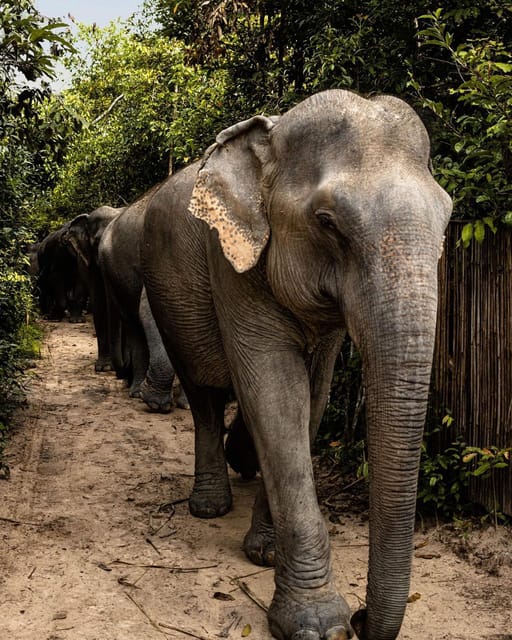 Siem Reap: Small Group Tour of Kulen Elephant Forest - Mud, river bathing, and what to pack