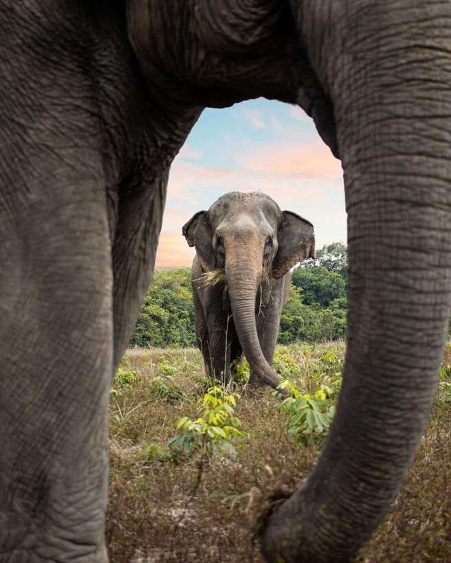 Siem Reap: Small Group Tour of Kulen Elephant Forest - Lunch at base camp