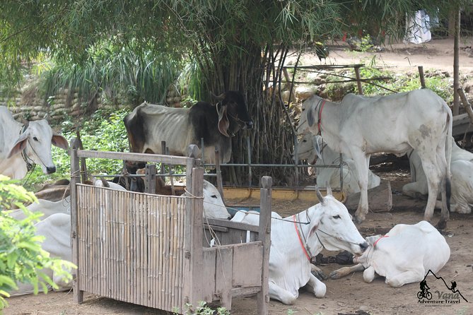 Silk Island & countryside of Phnom Penh by Tuk Tuk - Morning or early evening?