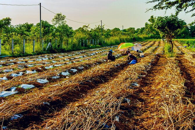Silk Island Private Half-Day Tour from Phnom Penh - Following silk from worm to loom