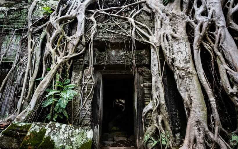 Sunrise at Angkor Wat and Small Tour with Tours Guide - Ta Prohm, where trees press against the stones